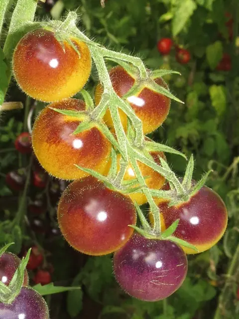 🍅 Tomatenpflanzen Verkauf und Beratung 🍅