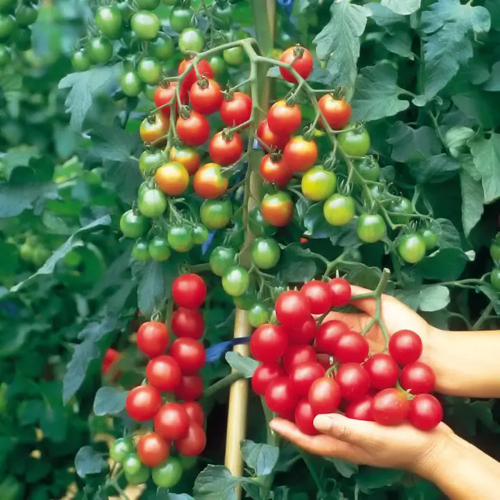🍅 Tomatenpflanzen Verkauf und Beratung 🍅