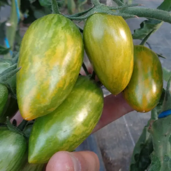 🍅 Tomatenpflanzen Verkauf und Beratung 🍅