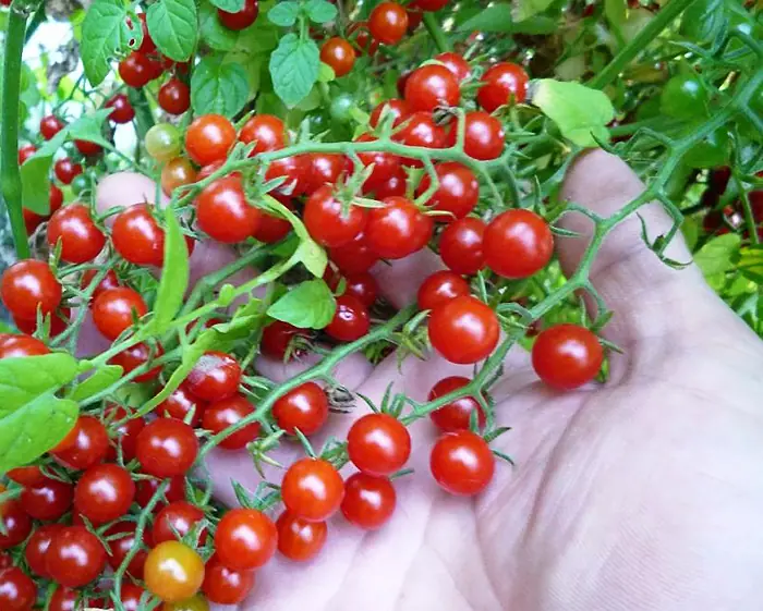 🍅 Tomatenpflanzen Verkauf und Beratung 🍅