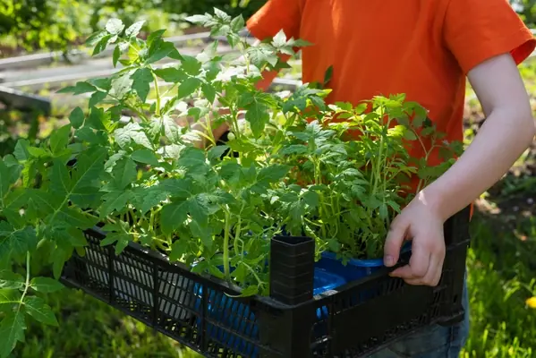 🍅 Tomatenpflanzen Verkauf und Beratung 🍅
