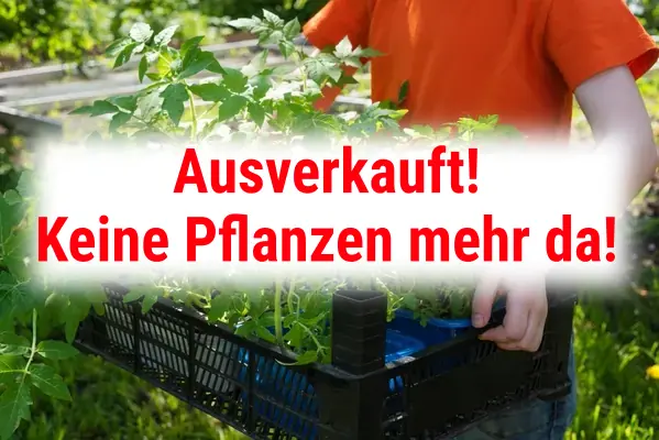 🍅 Tomatenpflanzen Verkauf und Beratung 🍅