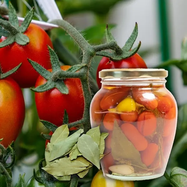 Tomaten Workshop - Einmachen und Konservieren wie früher (für den Winter)